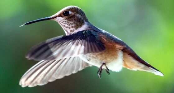 Online-Garden-Bird-Feeder-Craft-Workshop