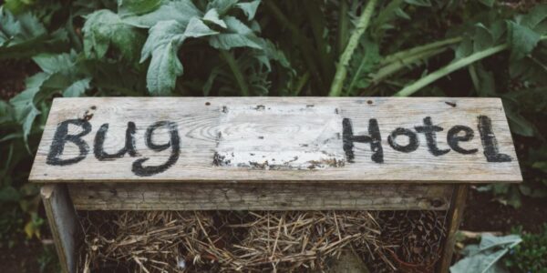 Virtual-Bug-Hotel-Craft-Workshop