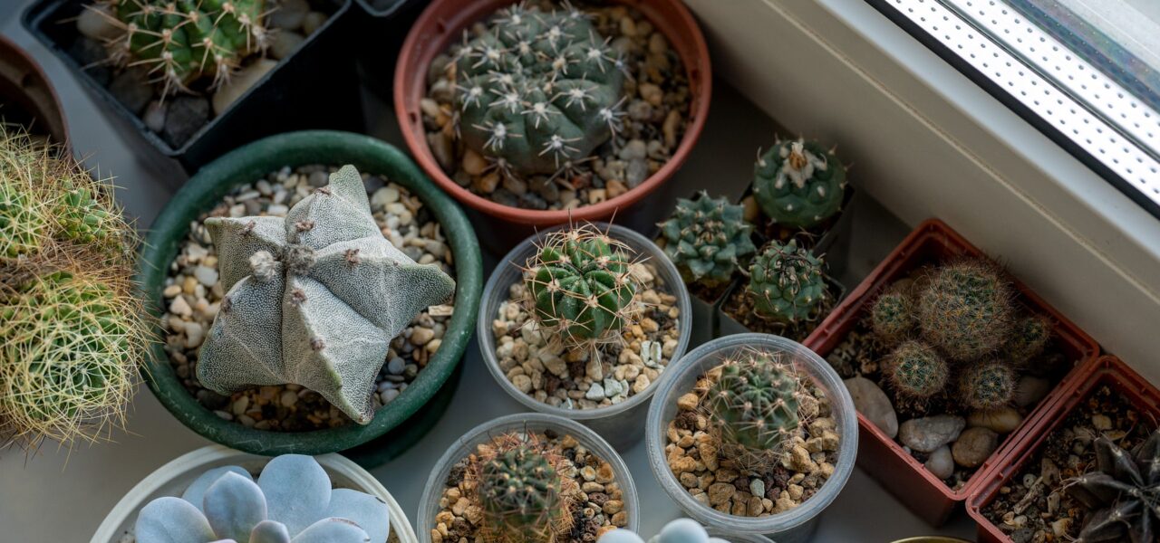 Succulents-and-Cacti-for-Virtual Terratium-Making