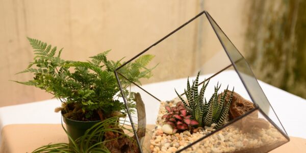Virtual-Terrarium-Making-Workshop