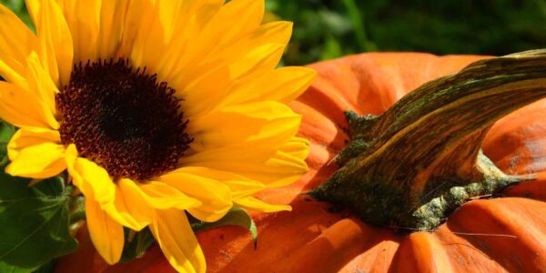 Halloween-Flower-Workshop