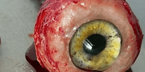 SFX-Halloween-Makeup-Artist-Eyeball