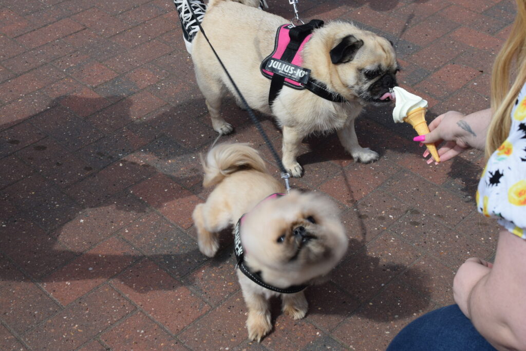 Pugs eating ice cream at simple life community event.