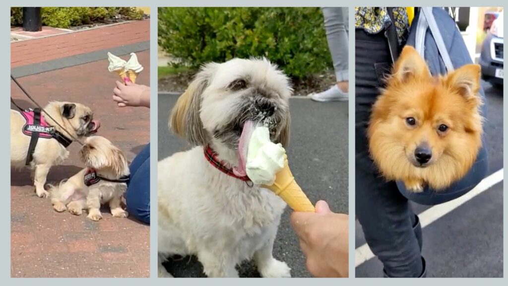 Dogs eating ice cream at simple life ice cream community event we managed.