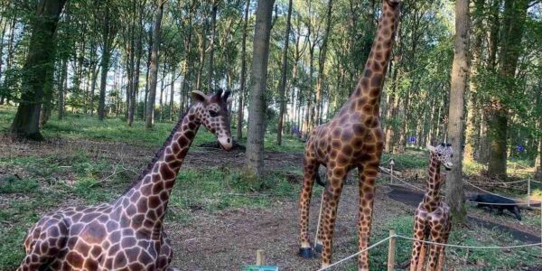 Giraffe-Props-For-Jungle-Theme