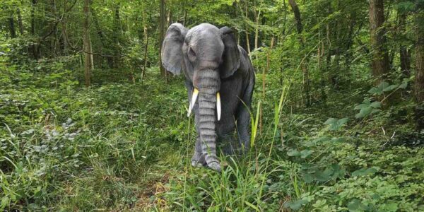 Elephant-Entertainer-Walking-Through-Jungle