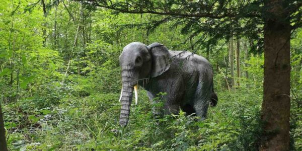 Elephant-In-Jungle-Setting