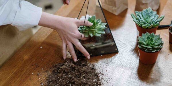 Team-Building-Terrarium-Workshop