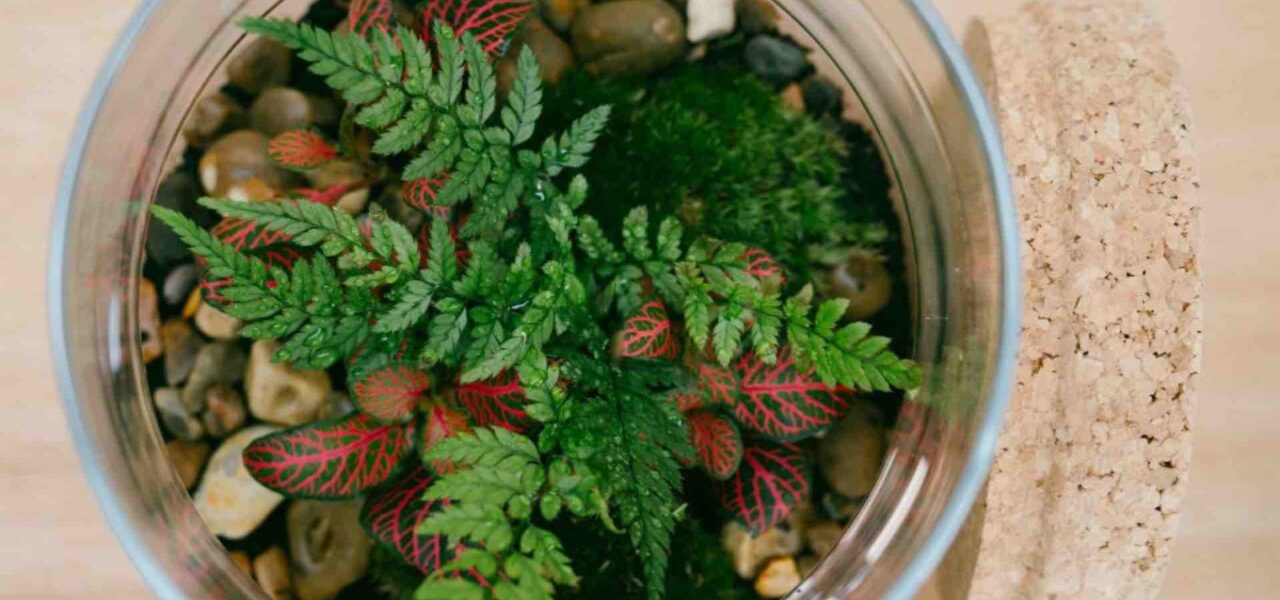 Terrarium-Close-Up-Image
