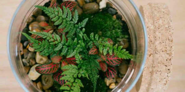 Terrarium-Close-Up-Image