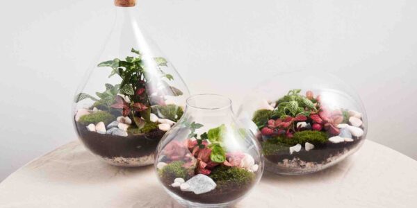 Terrarium-Making-Examples