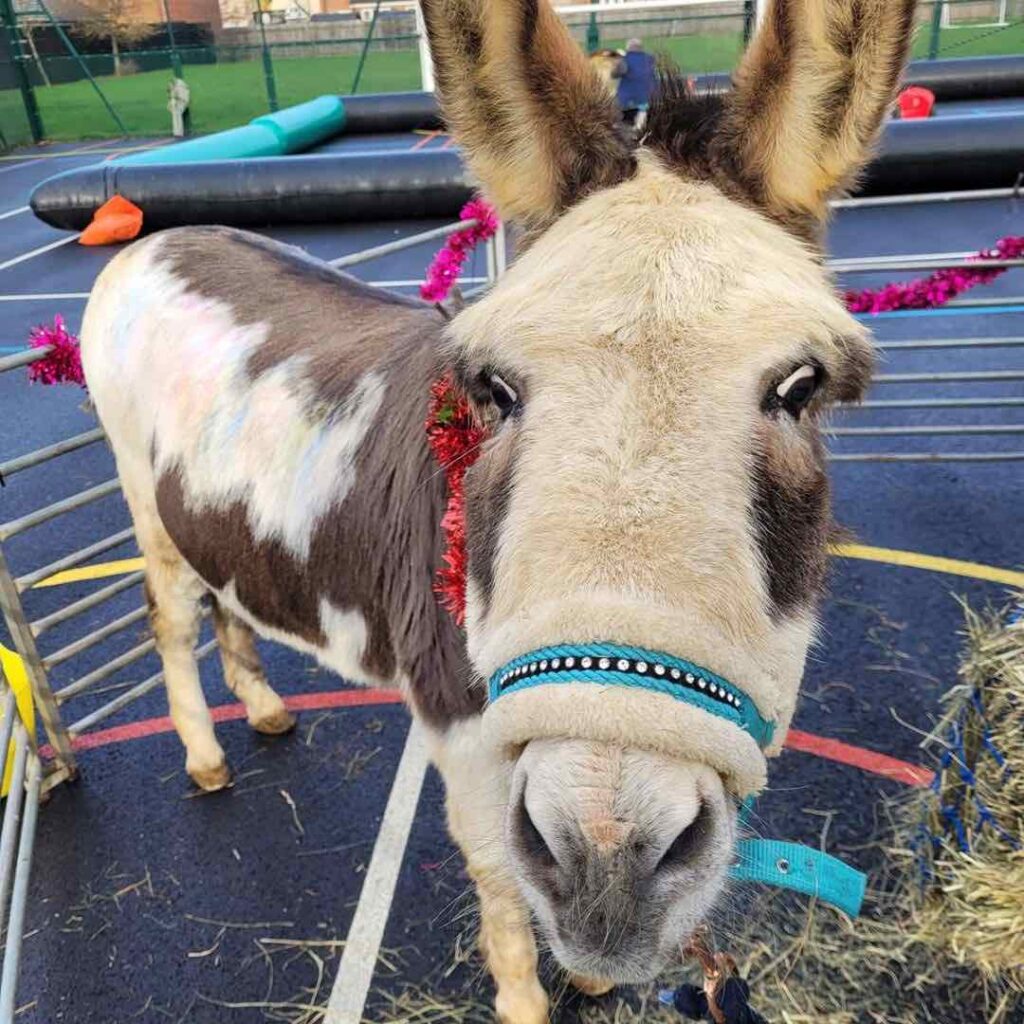 A cute donkey looks at the camera at a petting farm