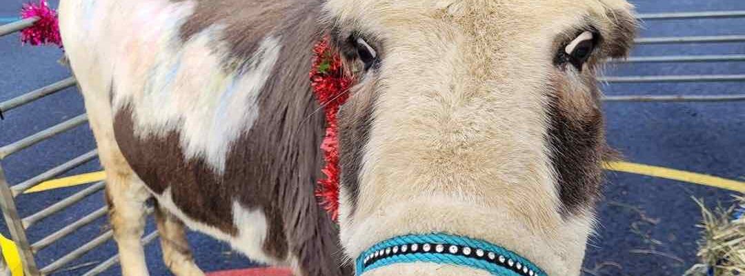 Donkey-Face-Pop-Up-Mobile-Farm Donkey-Face-Pop-Up-Mobile-Farm