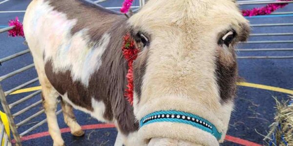 Donkey-Face-Pop-Up-Mobile-Farm