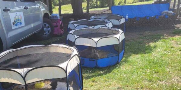 Farm-Animal-Experience-Pop-up