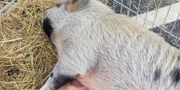 Farm-Pig-Mobile-Petting