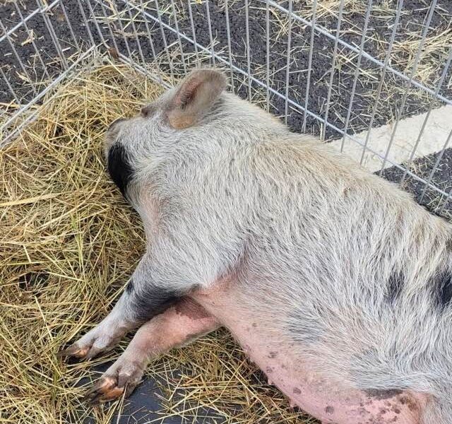 Farm-Pig-Mobile-Petting