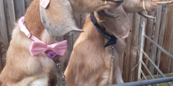 Mobile-Petting-Farm-Goats