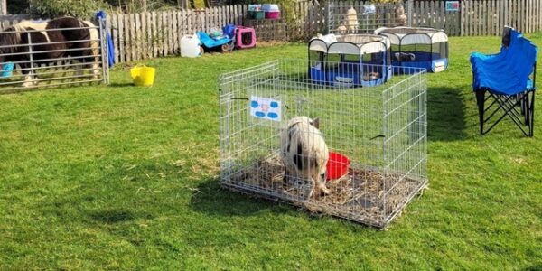 Mobile-Petting-Farm-Pigs
