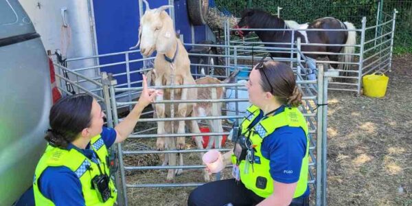 Police-Petting-Goats-Mobile-Farm