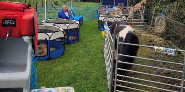 Pop-up-Mobile-Petting-Farm-Horses