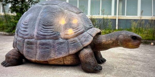 Walkabout-Animal-Tortoise