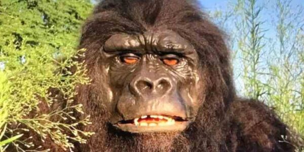 Walkabout-Life-Like-Gorilla-Head