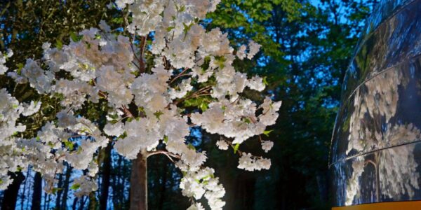 Blossoming trees and blooms make for inspiring mystical garden themed events