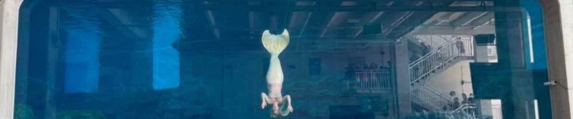 Underwater-Live-Mermaid Underwater-Live-Mermaid