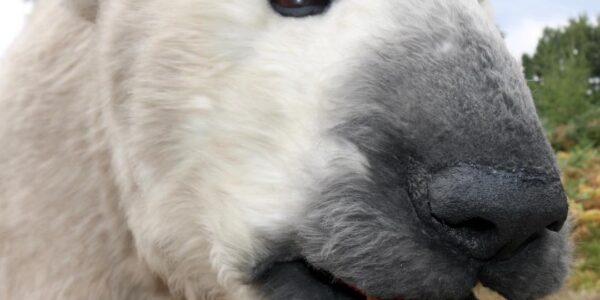 Hire a polar bear puppet for your magical christmas and winter wonderland events.