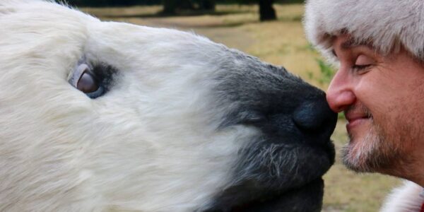 Hire a polar bear puppet in the UK and internationally for interactive christmas fun for all ages!