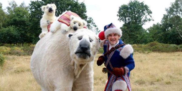 Hire a polar bear experience for your enchanting christmas occasions and events.