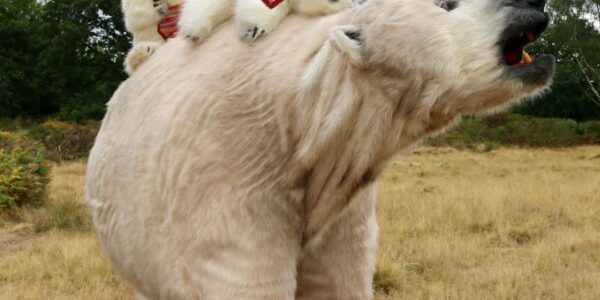 Walkabout mother polar bear with her cubs for christmas events and entertainment.