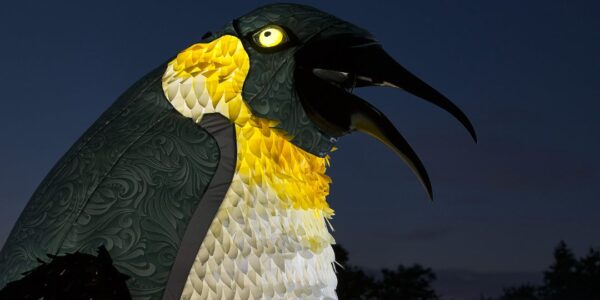 Close-Up-Of-Penguin-For-Walkabout-Entertainment
