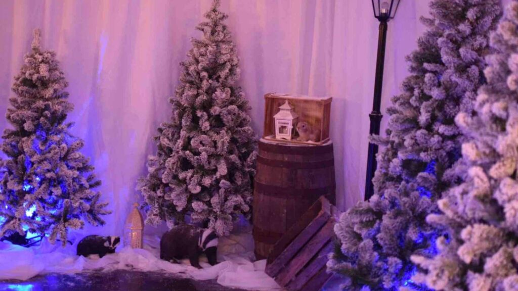 Magical Christmas tree props used for a Narnia themed Christmas grotto in Bury St Edmunds.
