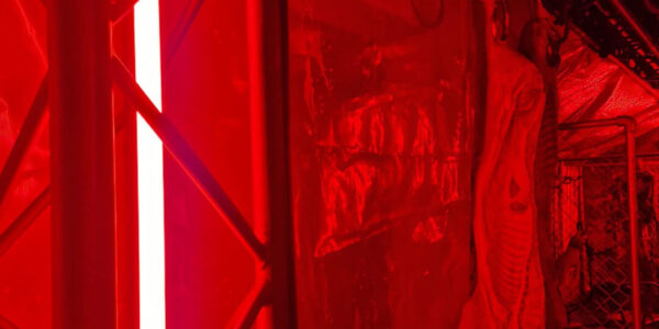 Lighting is an essential event theming element and we understand how to create a variety of effects to highlight your unique horror props and theming.