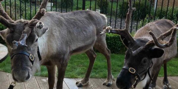 Duo-Of-Live-Reindeer-For-Christmas