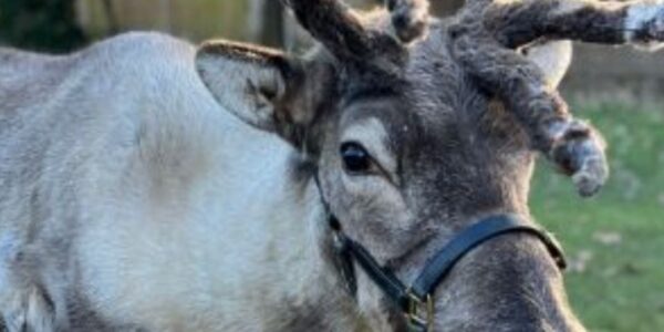 Live-Reindeer-For-Christmas-Events