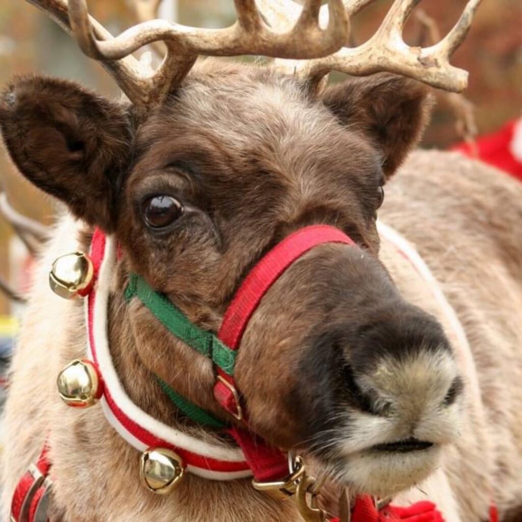A real reindeer with festive decorations for Christmas events.