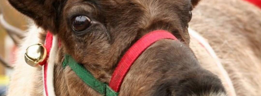 Real-Reindeer-To-Hire