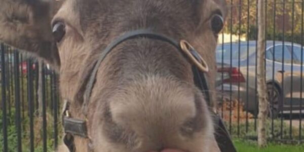 Reindeer-For-Live-Christmas-Events