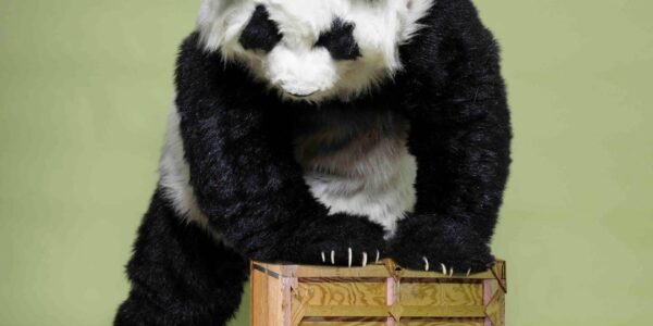 Realistic-Panda-To-Hire-On-Crate