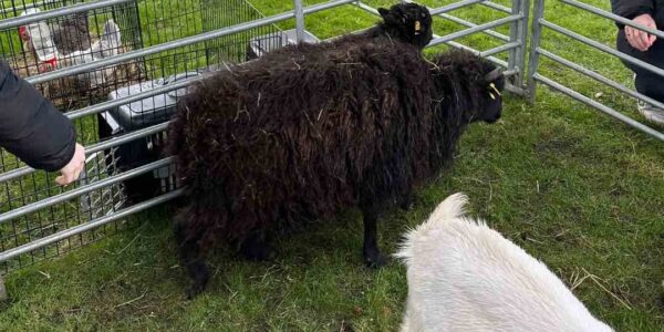 Book-Petting-Farm-For-Events