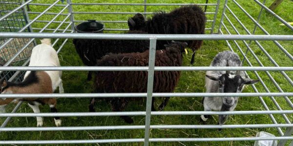 Book-Petting-Farm-For-Family-Fun-Days