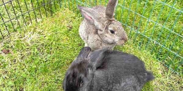 Book-Petting-Farm-Rabbits