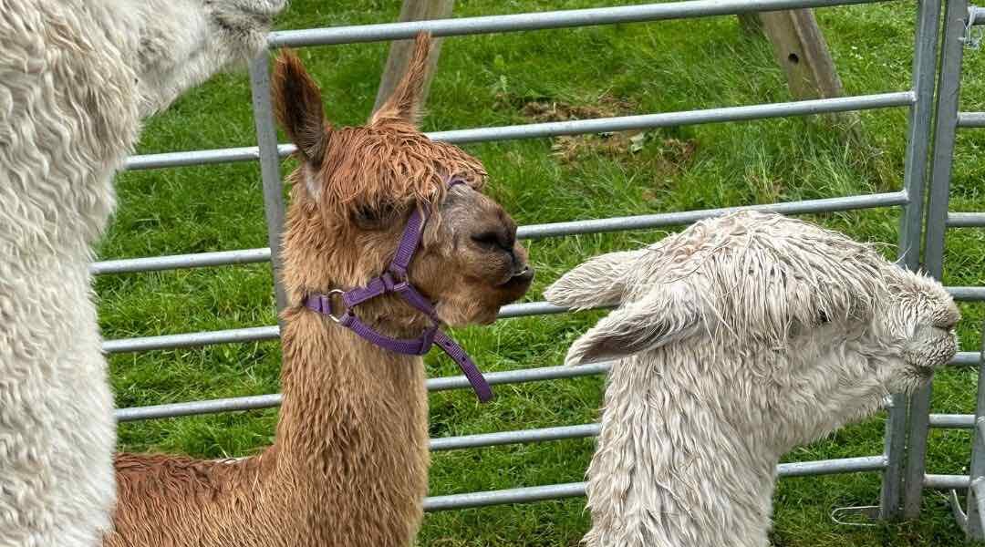 Hire-Petting-Zoo-Alpacas