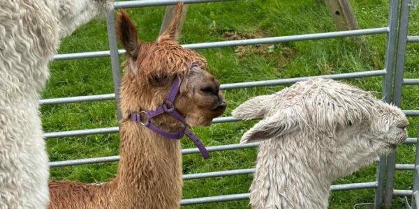 Hire-Petting-Zoo-Alpacas