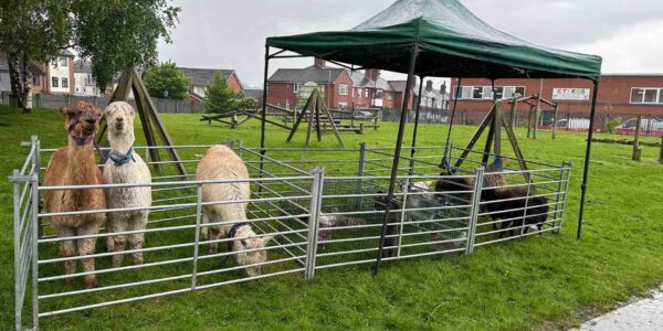 Mobile-Petting-Farm