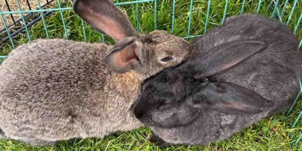 Mobile-Petting-Farm-Rabbits