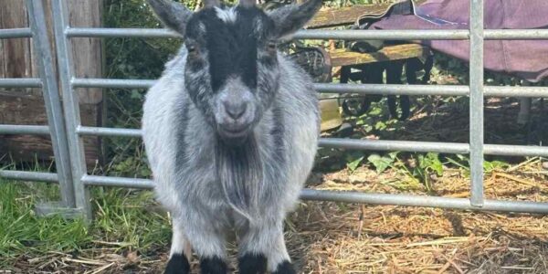 Petting-Farm-Hire